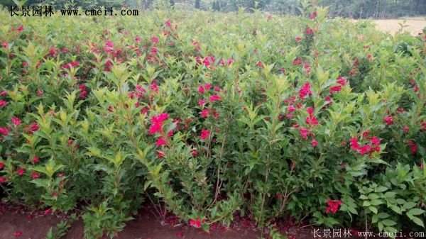 沭陽紅王子錦帶花基地 沭陽紅王子錦帶花基地