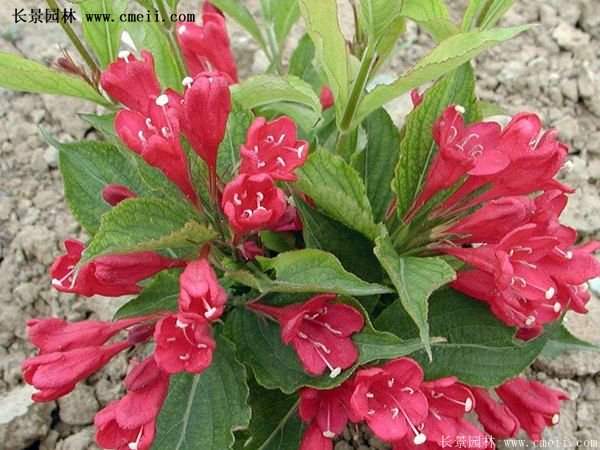 沭陽紅王子錦帶花基地 沭陽紅王子錦帶花基地