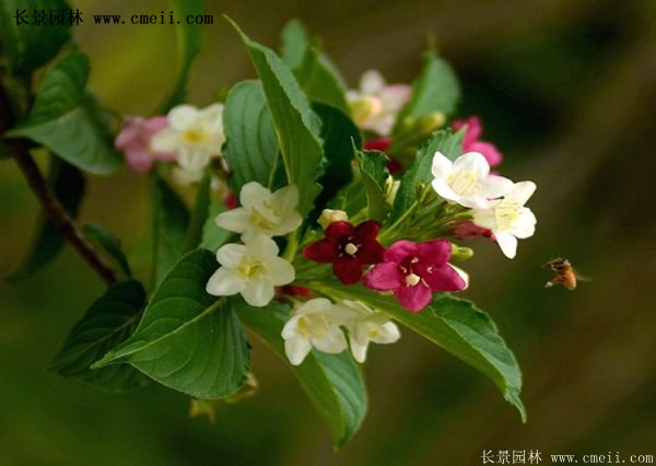 紅王子錦帶價(jià)格