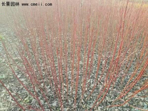沭陽紅瑞木價格 沭陽紅瑞木價格
