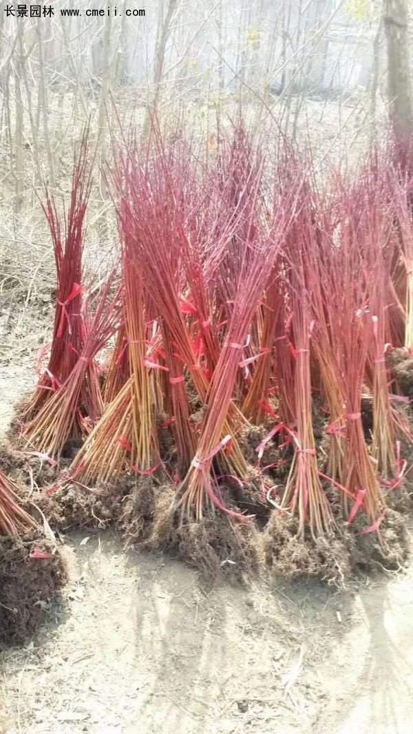 紅瑞木規(guī)格 紅瑞木規(guī)格