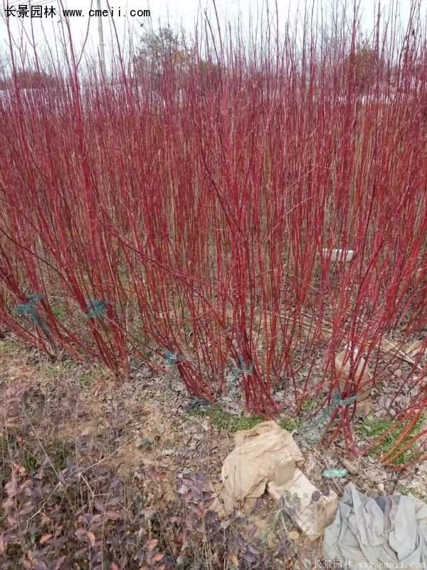 紅瑞木規(guī)格 紅瑞木規(guī)格