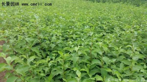 沭陽紅瑞木價(jià)格 沭陽紅瑞木價(jià)格