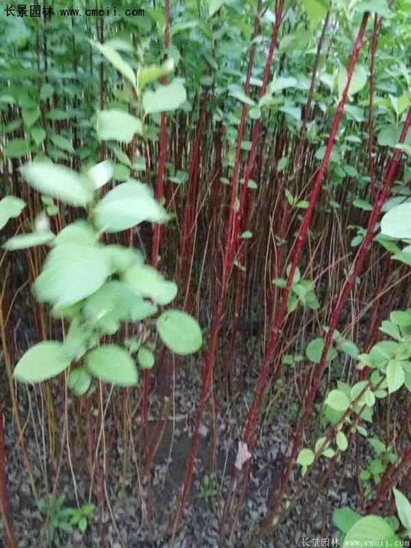沭陽紅瑞木價(jià)格 沭陽紅瑞木價(jià)格