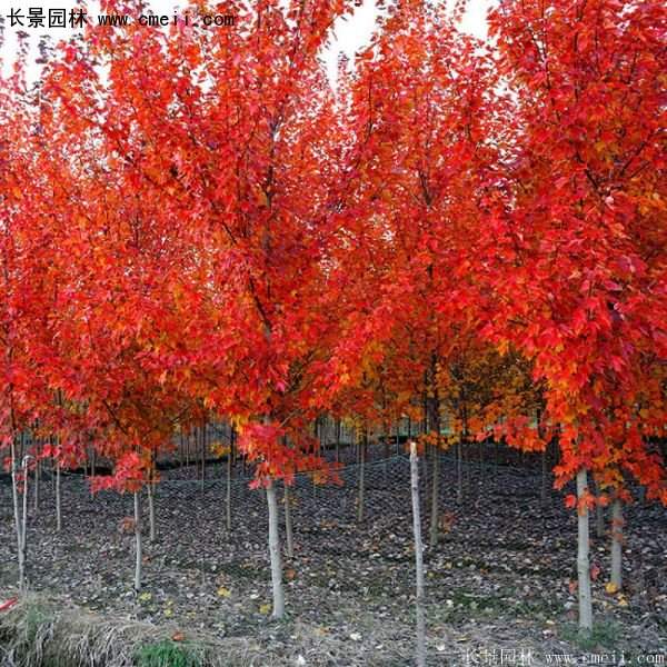 紅楓 紅楓