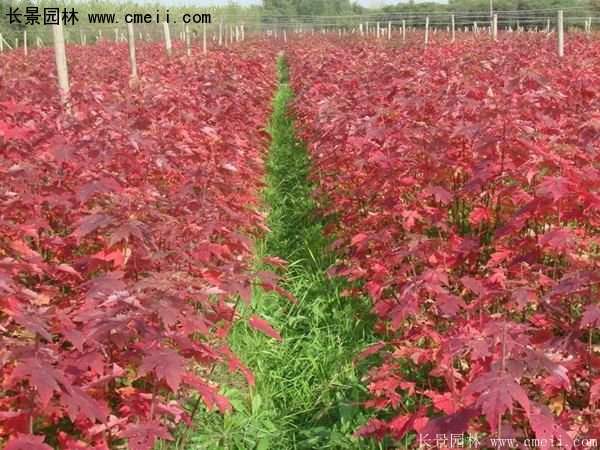 紅楓 紅楓