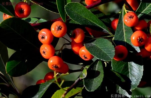 沭陽火棘的標(biāo)準(zhǔn) 沭陽火棘的標(biāo)準(zhǔn)