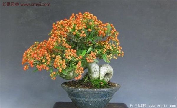沭陽(yáng)火棘 沭陽(yáng)火棘