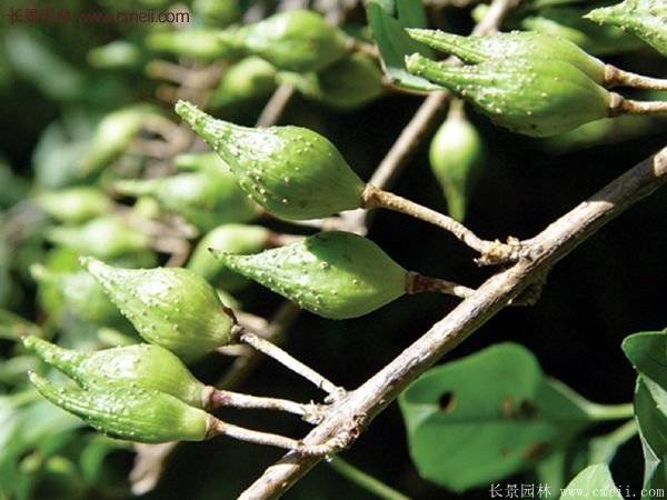 沭陽的連翹市場(chǎng) 沭陽的連翹市場(chǎng)