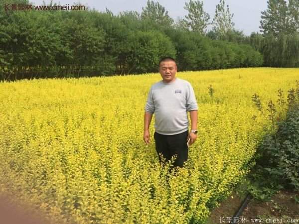 沭陽金葉女貞基地 沭陽金葉女貞基地