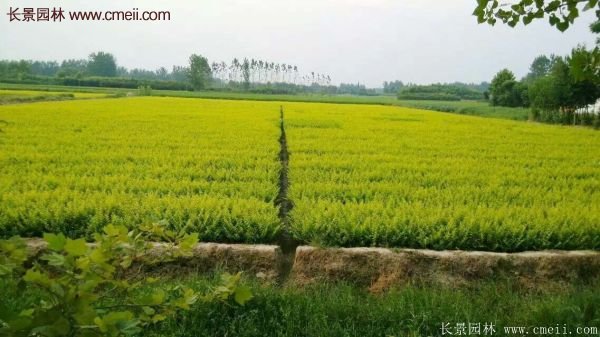 沭陽金葉女貞基地 沭陽金葉女貞基地