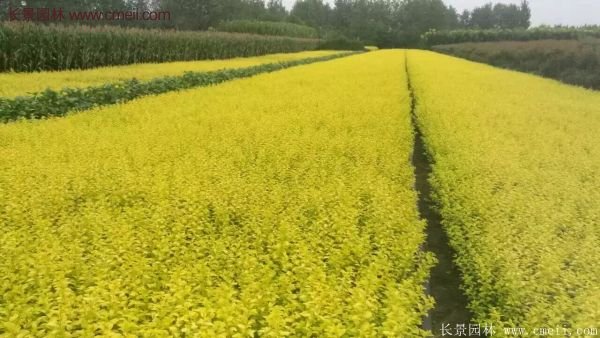 金葉女貞苗、金葉女貞球