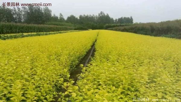 沭陽基地的金葉女貞 沭陽基地的金葉女貞