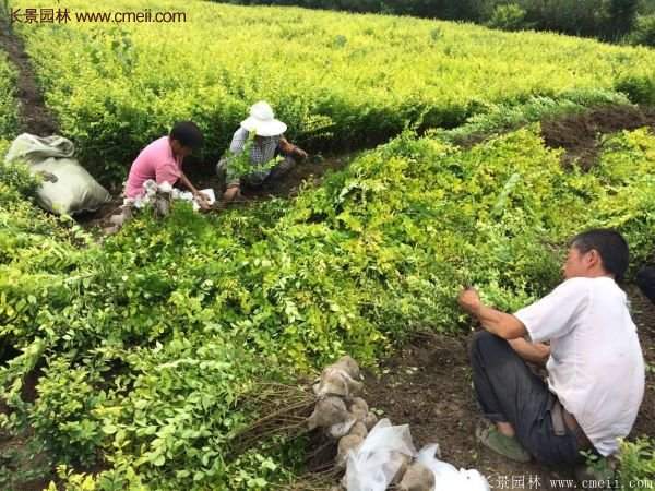 沭陽金葉女貞基地 沭陽金葉女貞基地
