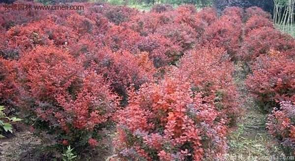 沭陽(yáng)紅葉小檗苗 沭陽(yáng)紅葉小檗苗