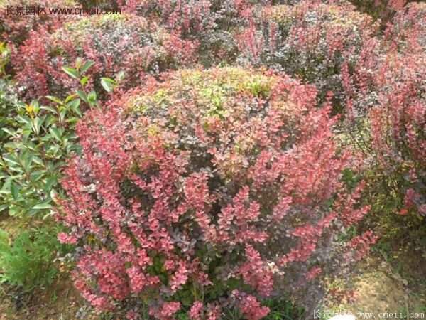 沭陽(yáng)紅葉小檗苗 沭陽(yáng)紅葉小檗苗