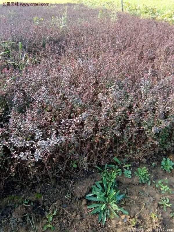 沭陽(yáng)紅葉小檗基地照片 沭陽(yáng)紅葉小檗基地照片