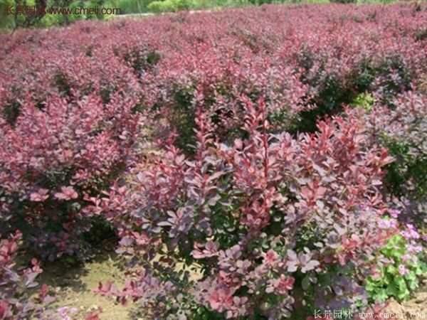 紅葉小檗基地 紅葉小檗基地