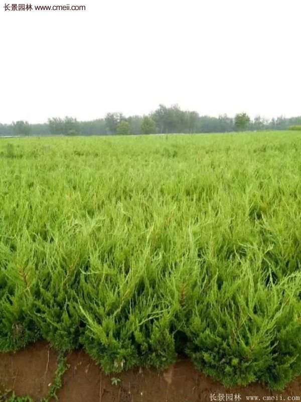80公分高度的龍柏，主要用來作綠籬、色塊