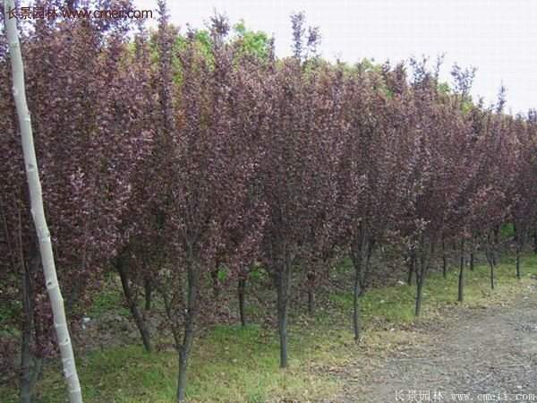 紫葉李批發(fā)基地,