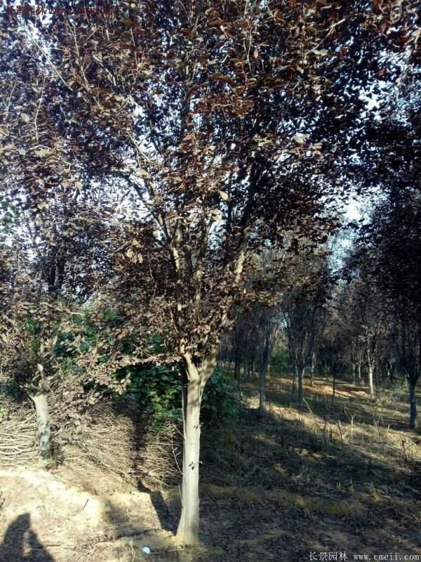 紫葉李批發(fā)基地,