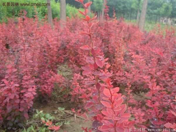 沭陽(yáng)基地的紅葉小檗苗、紅葉小檗球