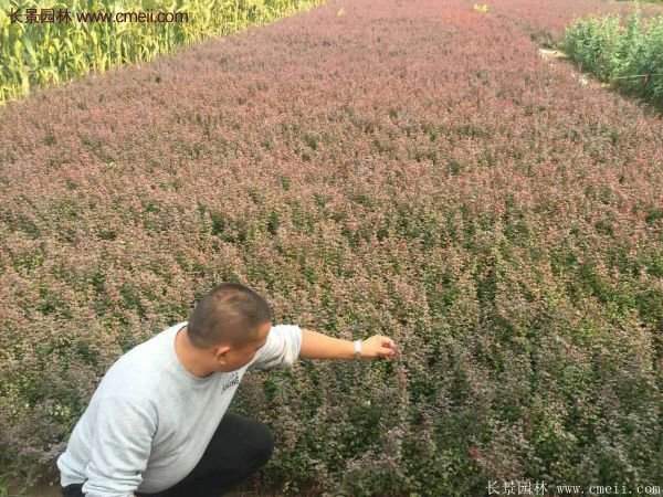 沭陽紅葉小檗價(jià)格 沭陽紅葉小檗價(jià)格