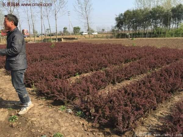 沭陽紅葉小檗價(jià)格 沭陽紅葉小檗價(jià)格
