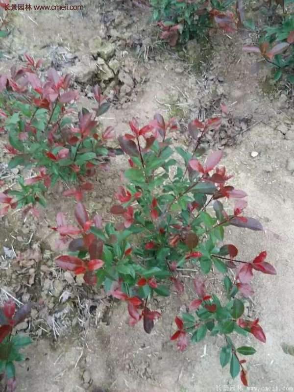 沭陽紅葉石楠基地 沭陽紅葉石楠基地