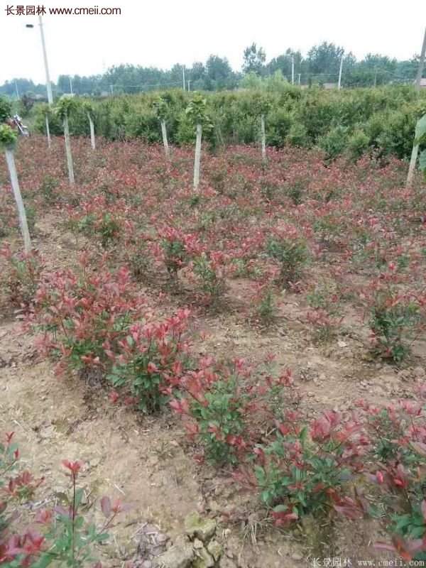 沭陽紅葉石楠基地 沭陽紅葉石楠基地