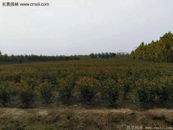 沭陽基地紅葉石楠各種規(guī)格的價(jià)格表 沭陽基地紅葉石楠各種規(guī)格的價(jià)格表