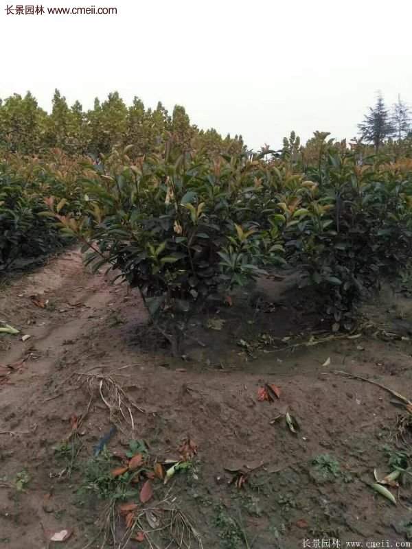 沭陽基地紅葉石楠各種規(guī)格的價(jià)格表 沭陽基地紅葉石楠各種規(guī)格的價(jià)格表