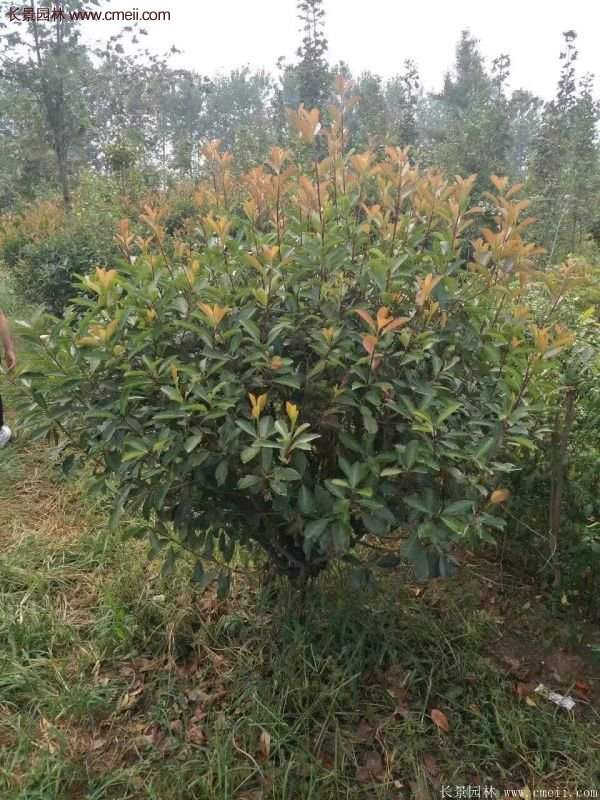 沭陽基地紅葉石楠各種規(guī)格的價(jià)格表 沭陽基地紅葉石楠各種規(guī)格的價(jià)格表