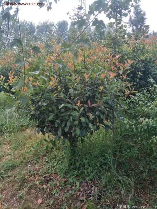 沭陽基地紅葉石楠各種規(guī)格的價(jià)格表 沭陽基地紅葉石楠各種規(guī)格的價(jià)格表
