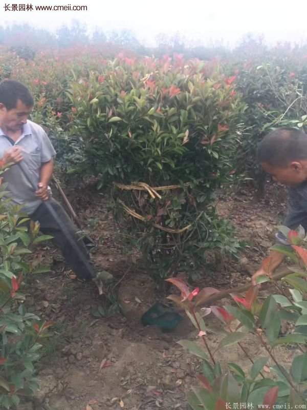 沭陽基地紅葉石楠各種規(guī)格的價(jià)格表 沭陽基地紅葉石楠各種規(guī)格的價(jià)格表