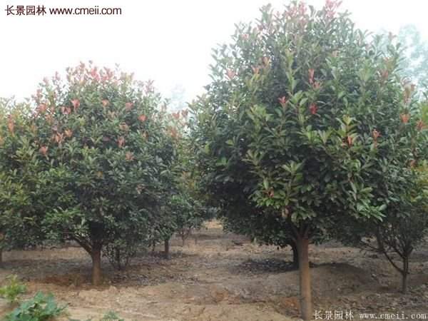 沭陽基地紅葉石楠各種規(guī)格的價(jià)格表 沭陽基地紅葉石楠各種規(guī)格的價(jià)格表
