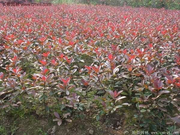 沭陽(yáng)基地紅葉石楠的價(jià)格 沭陽(yáng)基地紅葉石楠的價(jià)格