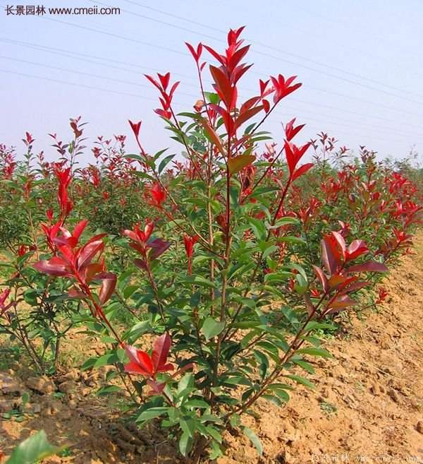 沭陽(yáng)基地紅葉石楠的價(jià)格 沭陽(yáng)基地紅葉石楠的價(jià)格