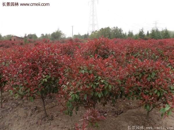 沭陽(yáng)基地紅葉石楠的價(jià)格 沭陽(yáng)基地紅葉石楠的價(jià)格