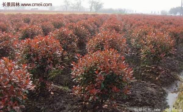 沭陽(yáng)基地紅葉石楠的價(jià)格 沭陽(yáng)基地紅葉石楠的價(jià)格