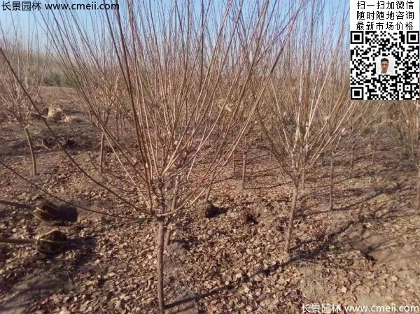 地徑5-7公分紅梅，數(shù)量7000棵左右