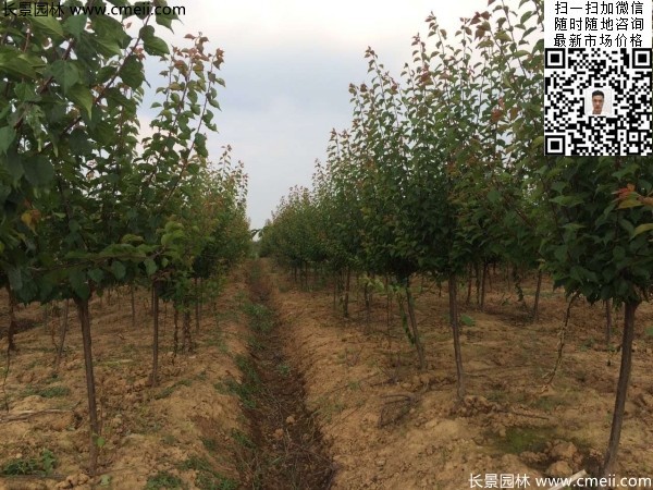 地徑5-7公分紅梅，數(shù)量7000棵左右
