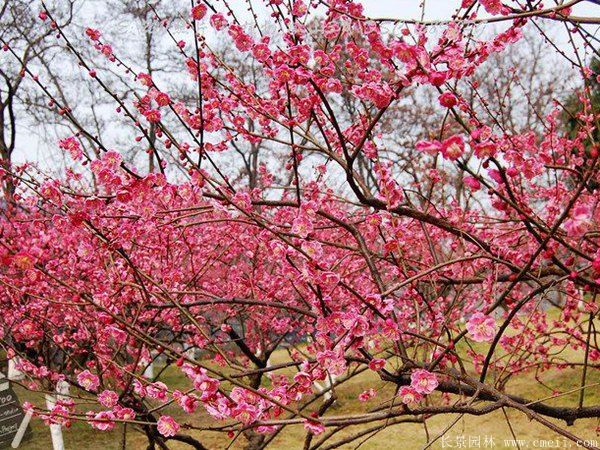 批發(fā)供應(yīng)紅梅和骨里紅梅,規(guī)格齊全、價(jià)格低