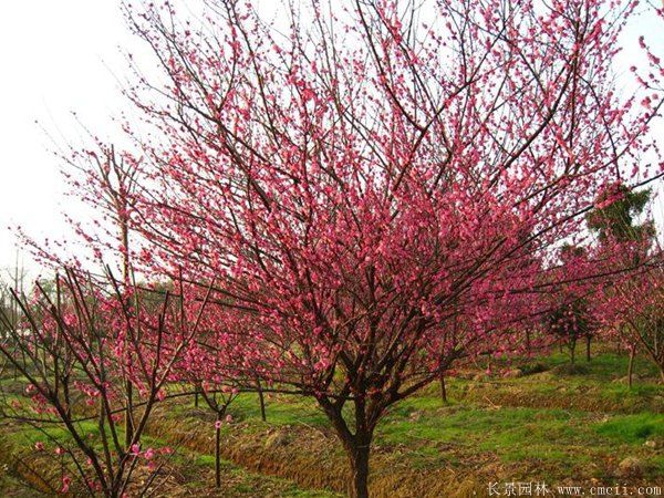 批發(fā)供應(yīng)紅梅和骨里紅梅,規(guī)格齊全、價(jià)格低