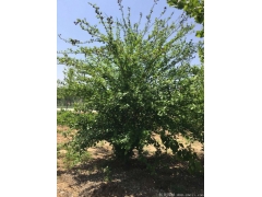 正宗紅花木槿，1~8公分規(guī)格齊全，分枝多冠幅大