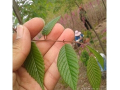 櫸樹生長速度快嗎？