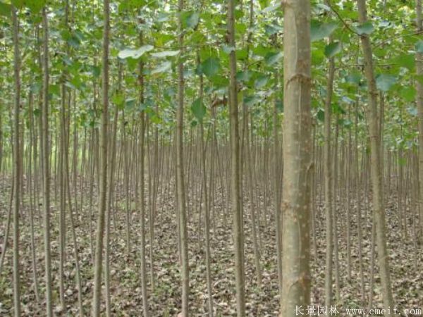 楊樹苗圖片楊樹苗基地實拍