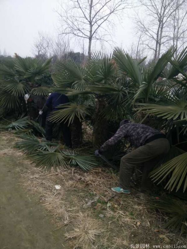 棕櫚圖片棕櫚樹基地實(shí)拍