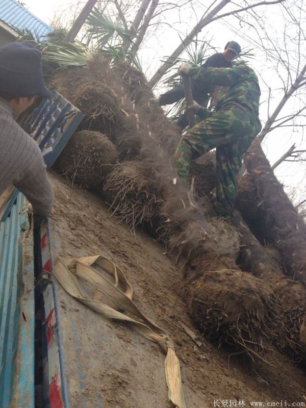 棕樹圖片棕樹基地實拍