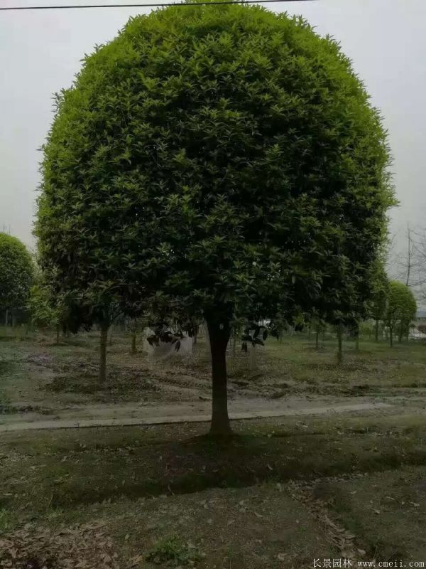 桂花樹圖片桂花樹基地實拍